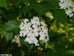 We did not find results for: Downy Arrowwood Viburnum Rafinesquianum