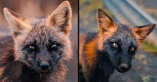Check spelling or type a new query. Guy Earns The Trust Of A Black And Orange Fox Shares 20 Stunning Pics
