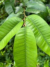 Image result for Chrysophyllum