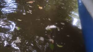 BLOQUEVERDE: Gran cantidad de peces muertos en ríos de Limón alerta a las  comunidades