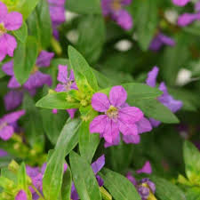 Image result for Cuphea