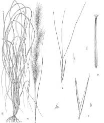 Image result for Aristida recta