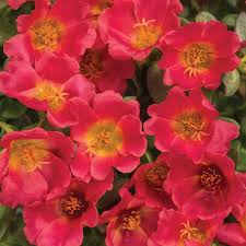 Image result for Portulaca foliosa