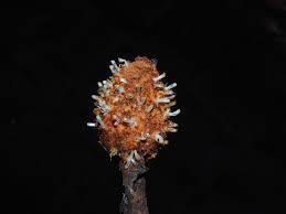 Image result for Balanophoraceae