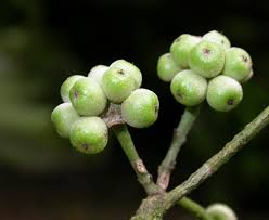 Image result for Monimiaceae