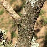 Image result for Ochna natalitia