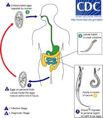 A similar infestation also occurs in animals,' and a related species, dracunculus insignis, is known to infect racoons, mink, and dogs.2 the disease, at the present time, has a wide distribution throughout tropical and subtropical regions ofthe world. Nematoda Rundwurmer Fadenwurmer Des Menschen Clinical Sciences