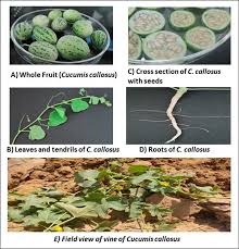 Image result for Cucumis