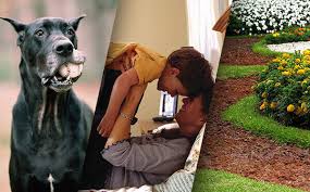 How to stop dog coming into my garden. What To Do When Your Dog Has Fleas Adams