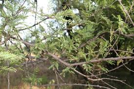 Image result for Acacia gerrardii