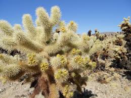 Trouvez des images de stock de cholla cactus garden joshua tree national en hd et des millions d'autres photos, illustrations et images vectorielles de stock libres de droits dans la collection shutterstock. Cholla Cactus Garden Joshua Tree National Park National Parks Blog