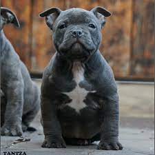 This Is My Baby Diesel He Is A American Bully Only A Puppy Right But Will Be Muscular When He Gets Older American Bully Bully Dog Pet Dogs Puppies