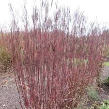 Image result for Stemodiopsis buchananii