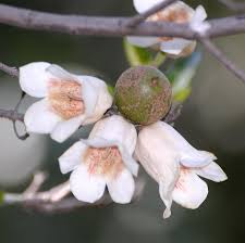 Image result for Rothmannia globosa