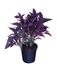 Image result for Strobilanthes