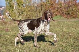 Image result for italský krátkosrstý ohař