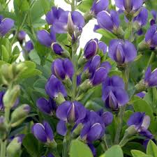 Image result for Indigofera oxalidea