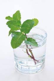 自己種薄荷不失敗種植步驟step by step glassware shot glass glass