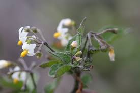 Image result for Solanum giganteum