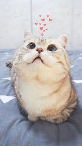 Pin By 0980288282 On Zastavki Cute Cat Memes Kittens Cutest Cute Cat Wallpaper