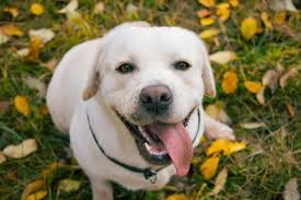 White Labrador All You Need To Know About The White Lab Labrador Loving Souls