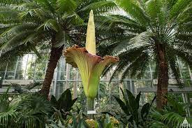 Giant Erotic Plant With Mission Roots Will Produce Rare And Stinky Bloom Mission Local