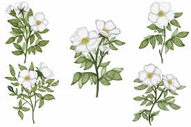 Image result for Rosa laevigata