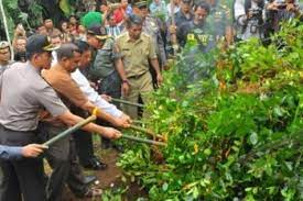 We did not find results for: Daun Khat Dari Teh Arab Menjadi Narkoba Antara Jateng