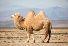 He doesn't mind when students talk in class, but we mustn't talk (loud). Truth Or Tail A Camel S Hump Cleveland Zoological Society April 06 2021