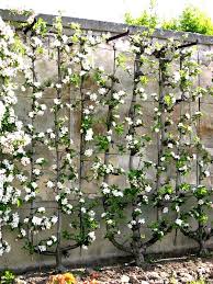 Planter Un Espalier Ou Une Palmette Chez Vous Idees Jardin Terrasse Jardin Deco Jardin
