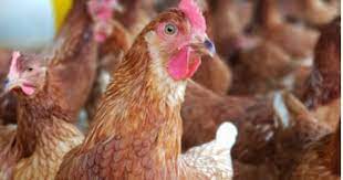 Ayamkampung #bertelur ayam kampung biasanya dipelihara sebagai usaha sampingan, dibiarkan. Ayam Layer Terlambat Bertelur Pt Medion Ardhika Bhakti