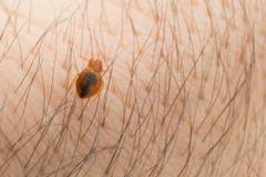 Maybe you would like to learn more about one of these? Bed Bugs Or Carpet Beetles Assured Environments