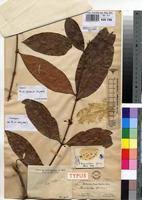 Image result for Aneulophus africanus