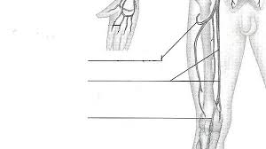 Exercise 32 Anatomy Of Blood Vessels Flashcards Easy