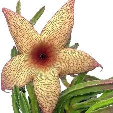 Image result for Stapelia gigantea