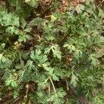 Image result for Ranunculus multifidus