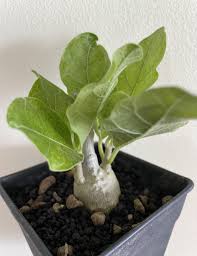 Image result for Fockea multiflora