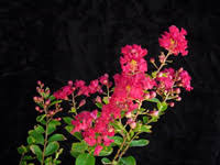 Chica® red dwarf crape myrtle a special introduction, selected for its dwarf size and profuse flowering. Crape Myrtle Varieties Grouped By Height