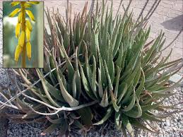 Image result for Aloe luapulana