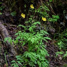 Image result for Centemopsis filiformis