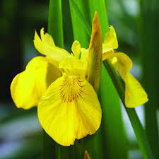 Image result for Iris pseudacorus