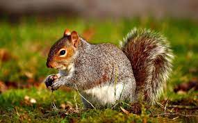 Squirrel Wild Animals Pictures Wild Animal Wallpaper Animals Wild