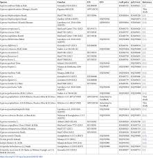 Image result for Cyperus pectinatus