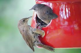 Bunga → ulat → burung pipit → elang → pengurai. Burung Yang Menggunakan Rumah Burung Dan Bagaimana Menariknya