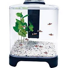 The flow created by the filter is a little too powerful for bettas; Amazon Com Penn Plax Betta Fish Tank Aquarium Kit With Led Light Internal Filter Desktop Size 1 5 Gallon Pet Supplies