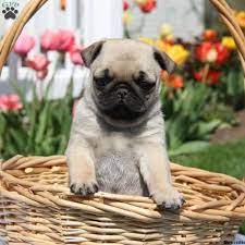Pug puppies are incredibly popular, so getting your hands on one available for adoption might be difficult. Miniature Pug Puppies For Sale Greenfield Puppies