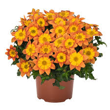 Image result for Bidens baumii