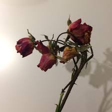 10 tips merawat bunga mawar agar tetap segar tws florist. Pin Oleh Graciela Cantele Di Flower Bunga Fotografi Mawar