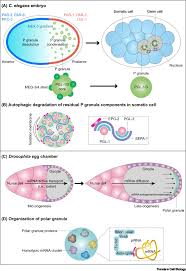 Maybe you would like to learn more about one of these? Phase Separation During Germline Development Trends In Cell Biology