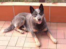 Australian Cattle Dog Club New Zealand Australian Cattle Dog Dog Club Cattle Dog